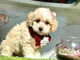 Sevi̇mli̇ Malti̇po Yavrular