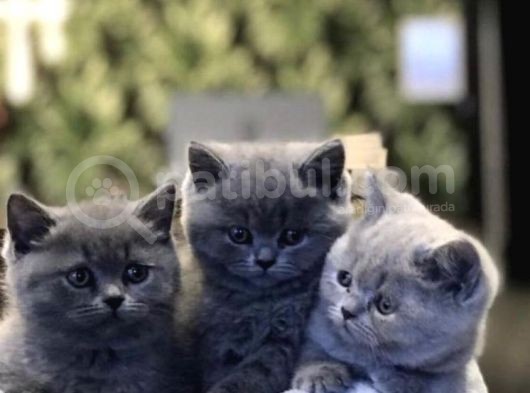 Orji̇nal Bri̇ti̇sh Shorthai̇r Yavrularimiz