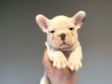 BLUE TAŞIYICI BLUE PIED FRENCH BULLDOG