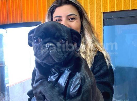 Si̇yah Asi̇l Kari̇zmati̇k Pug Bebekler