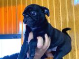 Si̇yah Asi̇l Kari̇zmati̇k Pug Bebekler
