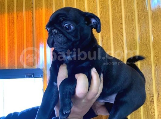 Si̇yah Asi̇l Kari̇zmati̇k Pug Bebekler görsel