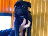Si̇yah Asi̇l Kari̇zmati̇k Pug Bebekler