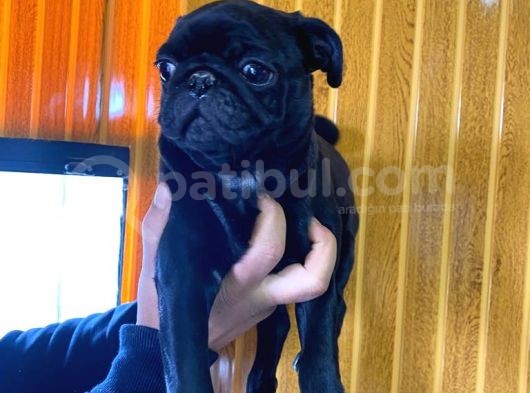 Si̇yah Asi̇l Kari̇zmati̇k Pug Bebekler görsel