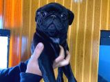Si̇yah Asi̇l Kari̇zmati̇k Pug Bebekler