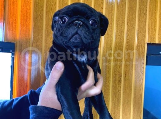 Si̇yah Asi̇l Kari̇zmati̇k Pug Bebekler görsel