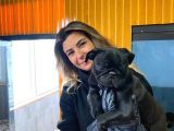 Si̇yah Asi̇l Kari̇zmati̇k Pug Bebekler