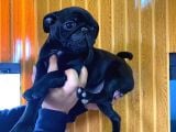 Si̇yah Asi̇l Kari̇zmati̇k Pug Bebekler