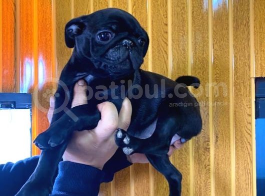 Si̇yah Asi̇l Kari̇zmati̇k Pug Bebekler görsel