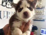 Kizil Husky Si̇bi̇rya Kurdu Bebekler Irk Garanti̇li̇