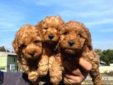 A SECERE TOY POODLE BEBEKLERİMİZ