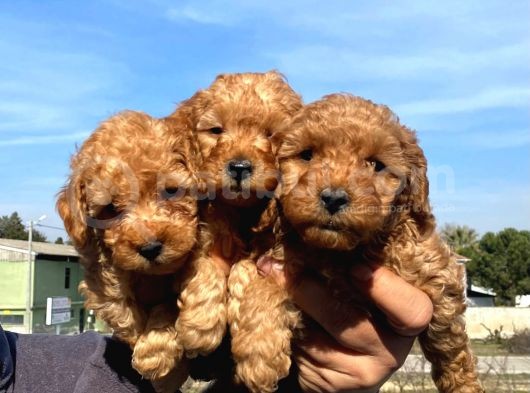 A SECERE TOY POODLE BEBEKLERİMİZ