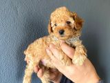 A Secere Toy Poodle Bebekleri̇mi̇z