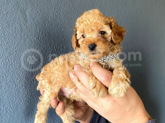 A Secere Toy Poodle Bebekleri̇mi̇z görsel