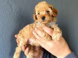 A Secere Toy Poodle Bebekleri̇mi̇z