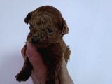 Orijinal Toy Poodle bebeğimiz