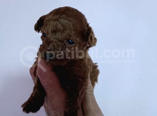Orijinal Toy Poodle Bebeğimiz