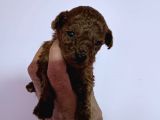 Orijinal Toy Poodle Bebeğimiz