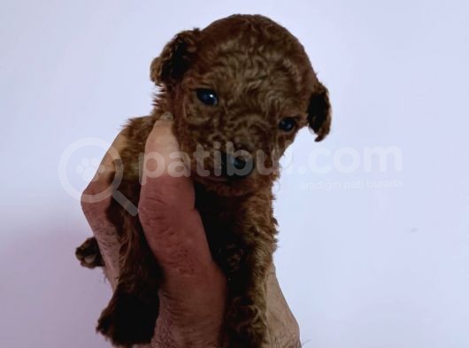 Orijinal Toy Poodle Bebeğimiz görsel