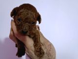 Orijinal Toy Poodle Bebeğimiz