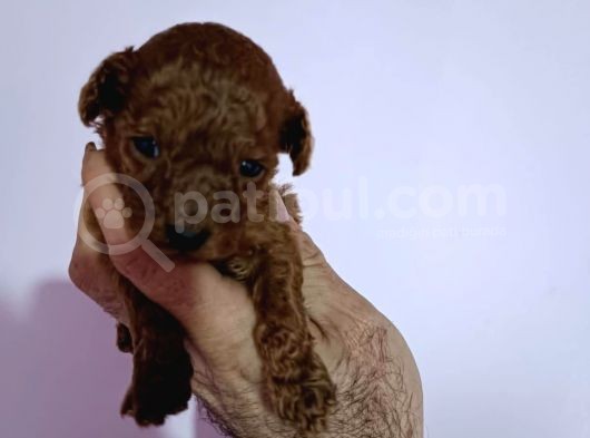 Orijinal Toy Poodle Bebeğimiz görsel