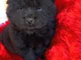 Kara Kahve Aslanlar Chow Chow Bebeklrr