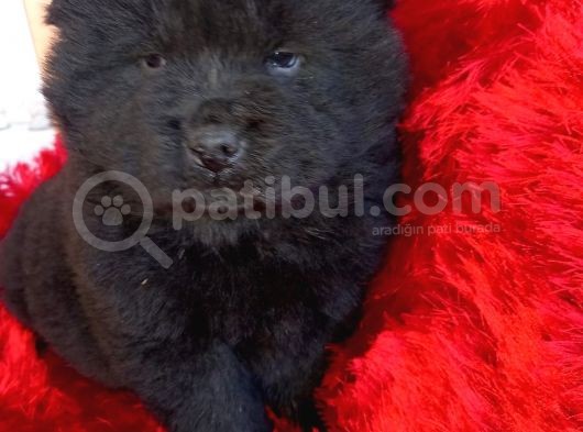 Kara Kahve Aslanlar Chow Chow Bebeklrr görsel