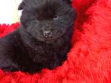 Kara Kahve Aslanlar Chow Chow Bebeklrr