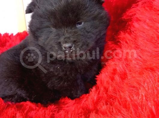 Kara Kahve Aslanlar Chow Chow Bebeklrr görsel