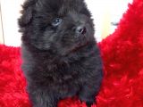 Kara Kahve Aslanlar Chow Chow Bebeklrr