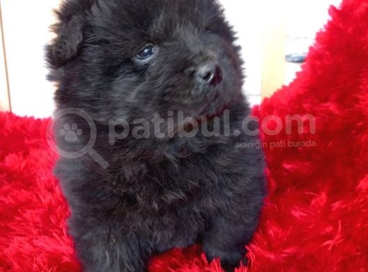 Kara Kahve Aslanlar Chow Chow Bebeklrr görsel