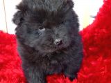 Kara Kahve Aslanlar Chow Chow Bebeklrr