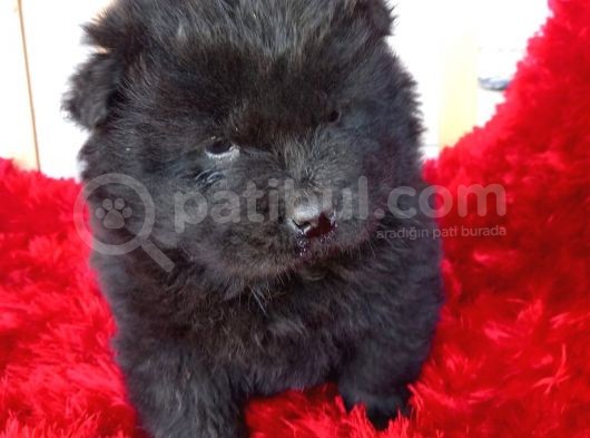 Kara Kahve Aslanlar Chow Chow Bebeklrr görsel