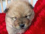 Kara Kahve Aslanlar Chow Chow Bebeklrr