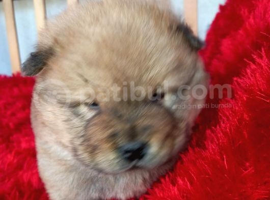 Kara Kahve Aslanlar Chow Chow Bebeklrr görsel