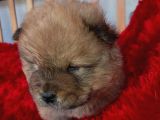 Kara Kahve Aslanlar Chow Chow Bebeklrr