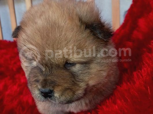 Kara Kahve Aslanlar Chow Chow Bebeklrr görsel