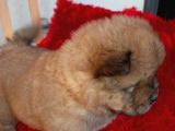 Kara Kahve Aslanlar Chow Chow Bebeklrr