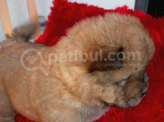 Kara Kahve Aslanlar Chow Chow Bebeklrr görsel