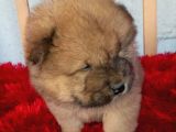 Kara kahve Aslanlar chow chow bebeklrr