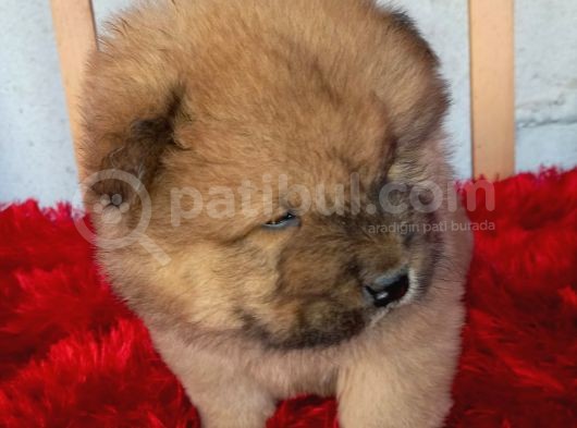 Kara Kahve Aslanlar Chow Chow Bebeklrr