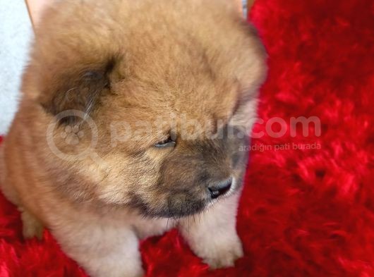 Kara Kahve Aslanlar Chow Chow Bebeklrr görsel