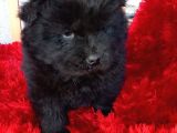 Kara Kahve Aslanlar Chow Chow Bebeklrr