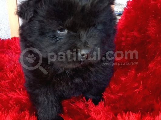 Kara Kahve Aslanlar Chow Chow Bebeklrr görsel