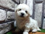 MALTESE TECAUP mini boy sevimli yavrular