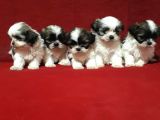 Dişi Ve Erkek Shihtzu Bebekler