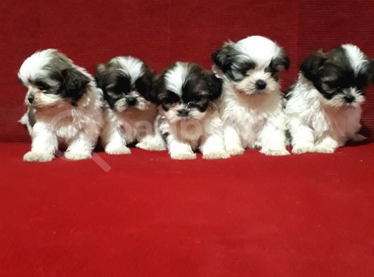 Dişi Ve Erkek Shihtzu Bebekler görsel