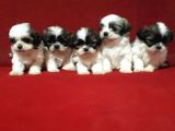 Dişi Ve Erkek Shihtzu Bebekler
