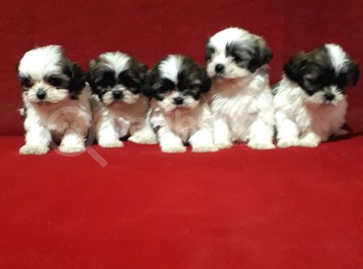 Dişi Ve Erkek Shihtzu Bebekler görsel