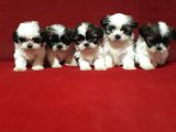 Dişi Ve Erkek Shihtzu Bebekler